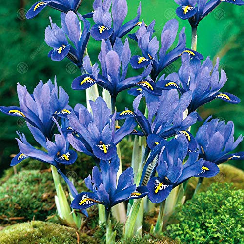 Iris Harmony Early Spring Flowering Garden Bulbs (25 Bulbs)