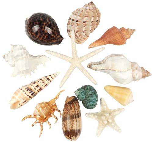 12 STÜCKE Große Muscheln gemischte Strandmuscheln und Seesterne,Natürliche bunte Muscheln Seestern bis zu 16CM,Große Muscheln Perfekt für Strand-Themenparty Wohnkultur DIY Handwerk Aquarium Dekor