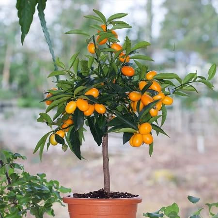 Graines de fruits Kumquat fraîches et neuves, 80 pièces