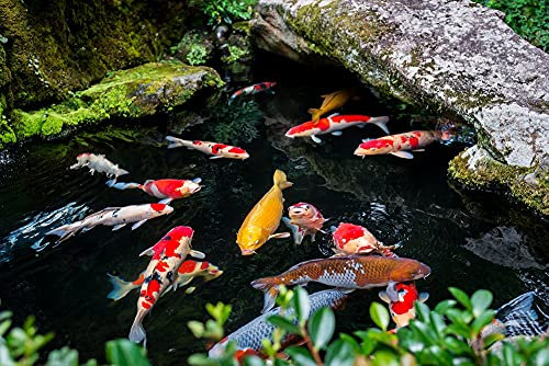Schönheitsshop Fadenalgenfrei 10 kg Empfehlung Algenvernichter Koiteich Temperaturunabhängig Koi Algen