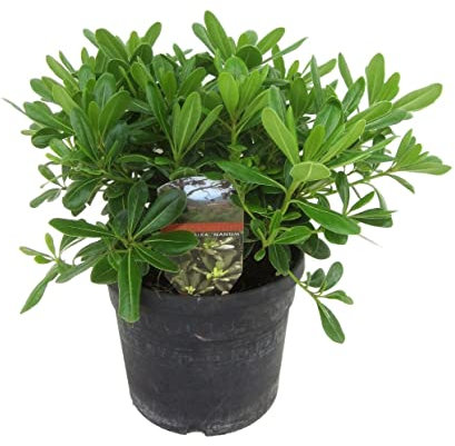Plant in a Box - Pittosporum tobira nanum - Laurel australiano - Maceta 19cm - Altura 30-40cm