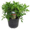 Plant in a Box - Pittosporum tobira nanum - Laurel australiano - Maceta 19cm - Altura 30-40cm