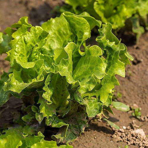 50 Pcs Salat Samen - Pflücksalat Samen - Wintergemüse Pflanzen Kaufen, Nachhaltige Geschenke Lactuca Sativa - Salatsamen - Winterharte Pflanzen Für Garten Gemüse Pflanzen, Bio Samen