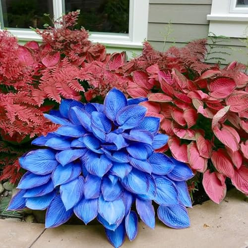 Bulbi Hosta perenni, rari e belli in massa, piantagione professionale per splendidi espositori da giardino, 4 lampadine, D