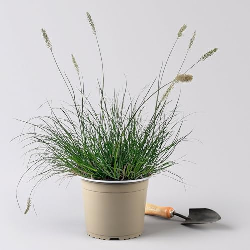 Bio Zwerg-Lampenputzergras 'Little Bunny' gelbbraun, Höhe 10-30 cm, 3 Liter Topf