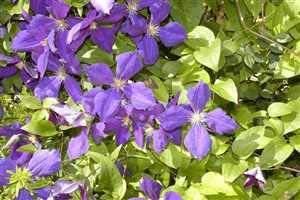 Clematis 'Jackmanii' - Winterharte Schlingpflanze