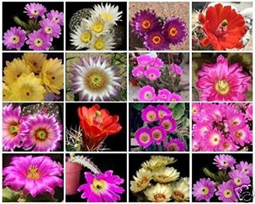 Echinocereus Vielzahl Mischung exotische Blütenfarbe Kakteen seltene Kakteen Samen 100 Samen: Only seeds