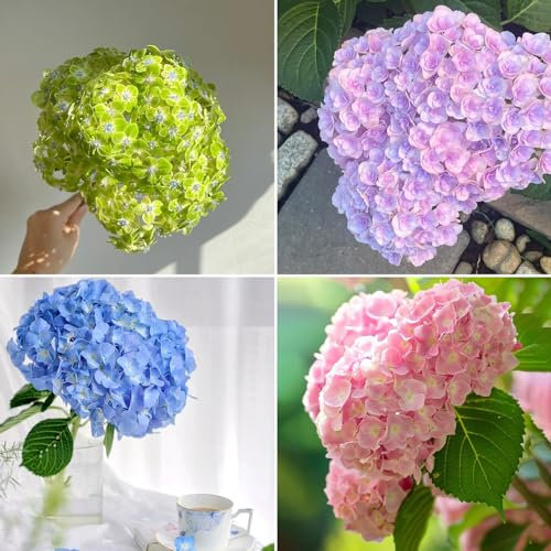 50 pcs hortensien samen balkonpflanzen winterhart （hortensien） blumensamen frühlingsblumen gartenpflanzen hortensien winterhart balkon blumensamen zimmerpflanzen samen bodendecker