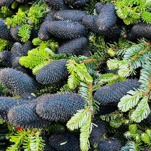 50 pcs Fichte Baum Samen - Picea asperata, bäume kaufen nachhaltigkeit geschenke bäume garten winterhart garten geschenk winterharte pflanzen für balkon herbs pflanztopf zimmerbonsai