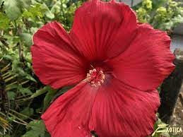Winterharter Hibiskus 'Oak Red' – Extrem große rote Blüten (25 cm) – XXL-Blütenpracht für den Garten