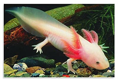 JIYAN Axolotl Tapeten Bildung Poster Druck Leinwand Wandkunst Drucke Poster Foto Bild Malerei Poster Raumdekoration 40 x 60 cm
