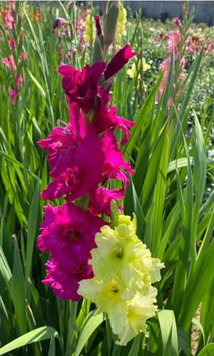 Gladiolen Zwiebeln Gladiolen Samen Gladiolen knollen Dekorative Pflanzen FüR Den Garten