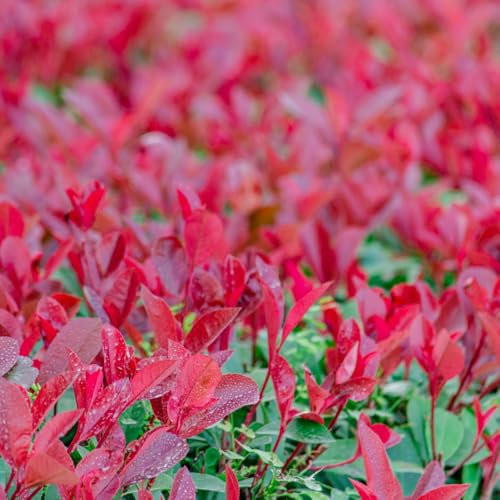 semi di ligustro lucido rosso pettirosso - piante da balcone resistenti piante resistenti per il giardino, semi di piante - Serie Piante Rare - semi di alberi piante photinia red robin 600pcs