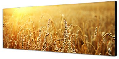 Augenblicke Wandbilder Keilrahmenbild Wandbild 150x50cm Kornfeld Herbst Sonnenuntergang