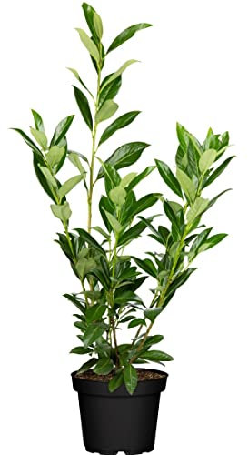 Kirschlorbeer Heckenpflanzen immergrün Sichtschutz Prunus lauroc. im Topf gewachsen (1, Sorte: Caucasica 80-100 cm)