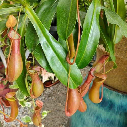 150 Pc Semi Di Piante Carnivore - Semi Di Piante Carnivore, Piante Da Balcone, Decorazioni Da Giardino Per Esterno Semi Di Piante Di Nepenthes, Piante Esotiche Resistenti Piante D'Appartamento