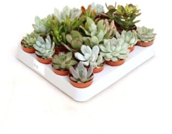 Pack de 20 plantas Crasas Suculentas, 5 cm. Mix variado de Crasas. Planta suculenta que almacena agua en sus hojas carnosas, resistente y fácil de cuidar. Segura Garden.