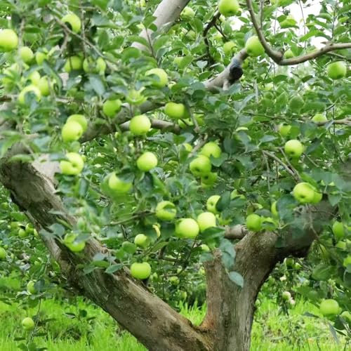 apfelbaum samen - säulenobst zimmerpflanze topfpflanzen draußen winterhart dekopflanzen apfelbaum spalierobst obstbaum bio saatgut pflanzensamen gartenpflanzen winterhart 10pcs