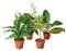 Set Plantas Purificadoras del Aire Naturales: Helecho (Nephrolepis Exaltata), Lirio de la Paz (Spathiphyllum), Tronco de Brasil (Dracaena Fragans) y Crotón Petra (Codiaeum Variegatum)