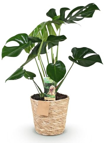 Monstera Deliciosa mit Korb – Zimmerpflanze 50-55cm – 17cm – Lochpflanze Grün – Pflegeleichte Tropenpflanze für Wohnzimmer Büro & Deko