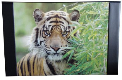 Schreibtischunterlage 68x44cm / mit Tigermotiv