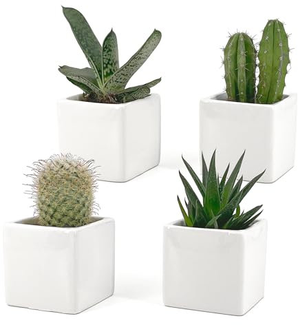 Set di 4 Vasi Bianchi, da Interno in Ceramica Bianca Lucida | Misura 6,5x6,5 cm | Ideali per Piante Grasse, Bonsai, Fiori, Vasetti Decorativi da Interno Moderni per Casa, Scrivania, Tavolo, Ufficio.