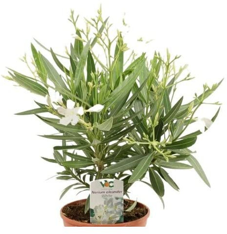 Arbusto de Adelfa Blanca Natural Nerium Oleander Planta de Exterior