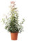 Kentis - Photinia × Fraseri Red Robin con Decorazione Vaso in Juta - Piante da Siepe da Esterni Sempreverdi - Pianta da Giardino Perenne - H 150-175 cm Vaso Ø 30 cm