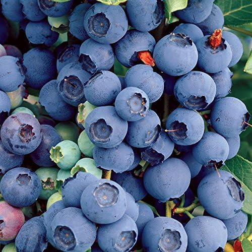 Carbeth Plants - Fruit Plants - Grow Your Own Fruit Garden - Blueberry Plant 'Bluecrop' in 9cm Pot