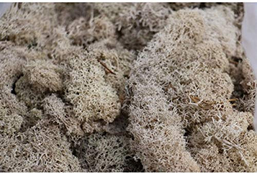 Biotope Aquatics Ltd Preserved Natural Reindeer Moss for Tillandsia Airplant Flower Arranging House Decoration Air Plant Craft Accessory (Natural No Colour)