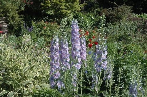 Rittersporn 'Werratal' im Topf Delphinium elatum winterhart Schnittblume