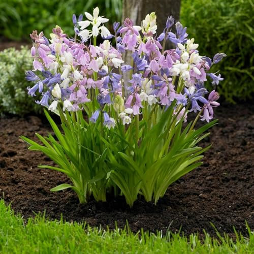 Carbeth Plants - 25 x Spanish Bluebell Mixed Spring Bulbs - Multi Coloured Spring Summer Flowering Perennials - Low Maintenance UK Hardy Bee Friendly - Grow in Beds, Borders & Patio Pots