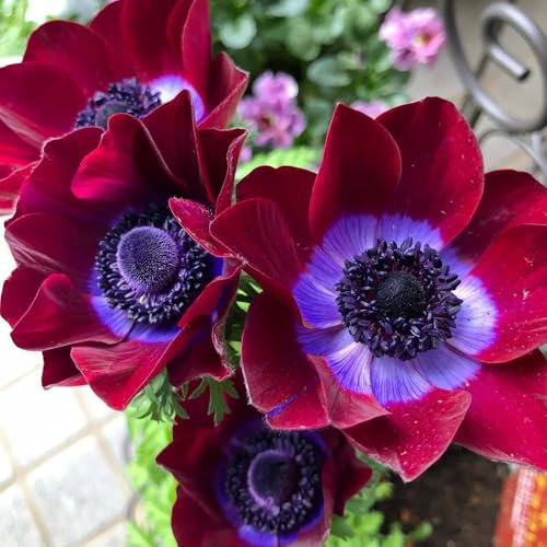 30 pcs herbstanemone samen - anemone - winterharte blumen, garden anemonen pflanzen winterhart flower seeds, pflanzen für garten blumensamen gastgeschenk, samen herbstblumen winterhart,