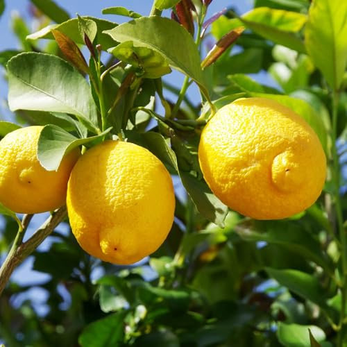 YouGarden Citrus 'Lemon' Tree, Established Plant in 18cm Pot, Ready to Plant, Grow Your Own Lemons, Fragrant Flowers and Sour Fruits, Potted Patio Plants
