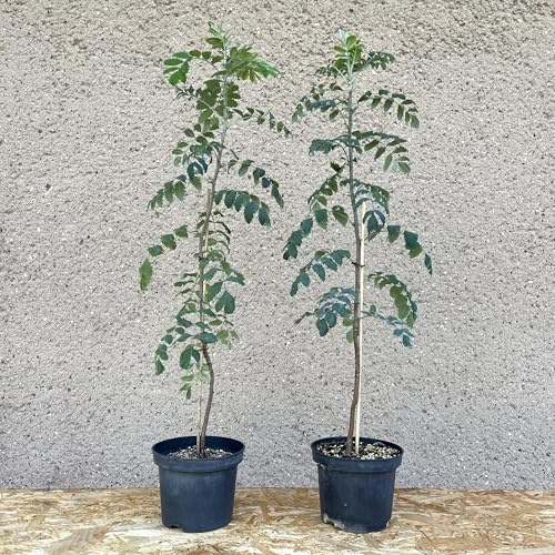 Speierling (Sorbus domestica); 3-jährige Jungpflanze ca. 70 cm; Laubbaum