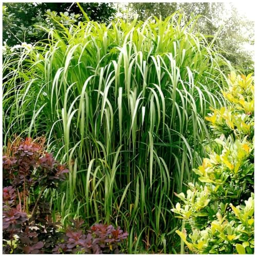 Stauden Gänge 1 x Miscanthus x giganteus 'Meidl' m Rotes Riesen winterhart
