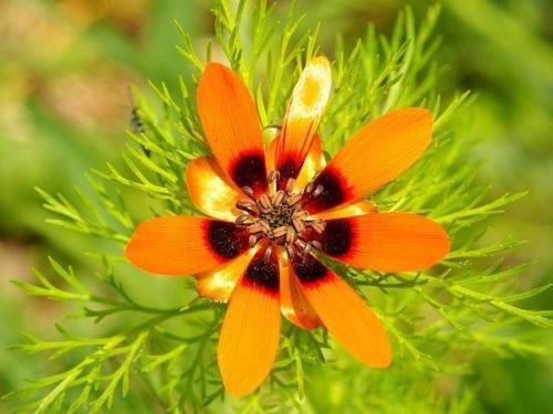100 Samen von Adonisröschen schöner einzigartigen farbigen Blumen