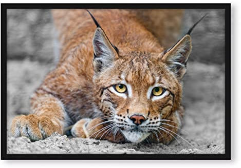 Pixxprint großer wachsamer Luchs, Poster im Bilderrahmen, Format: 55x40cm, Kunstdruck gerahmt