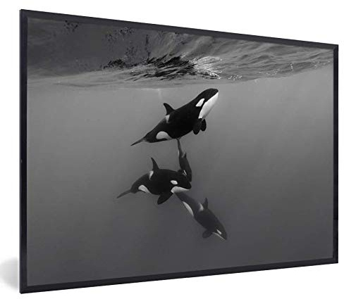MuchoWow Poster Bilder Wanddeko Deko Wohnzimmer 90x60 cm Orca - Wasser - Schwarz - Weiß