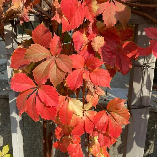 400 pz Semi di piante rampicanti, Parthenocissus quinquefolia, giardinaggio piante da balcone robuste e resistenti Partenocisso tricuspidata, giardinaggio piante esotiche resistenti