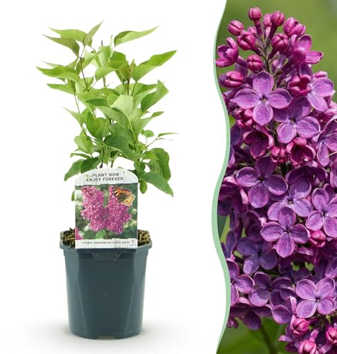 Syringa vulgaris Ludwig Spath - Lilas commun - Rustique - Pourpre - 35-45cm - Ø17cm - Plante de jardin