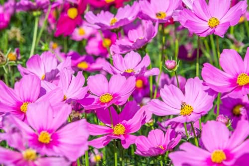 1000 Samen Schmuckkörbchen Cosmos bipinatus Sommer Garten Blumen Schnittblumen