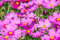 1000 Samen Schmuckkörbchen Cosmos bipinatus Sommer Garten Blumen Schnittblumen