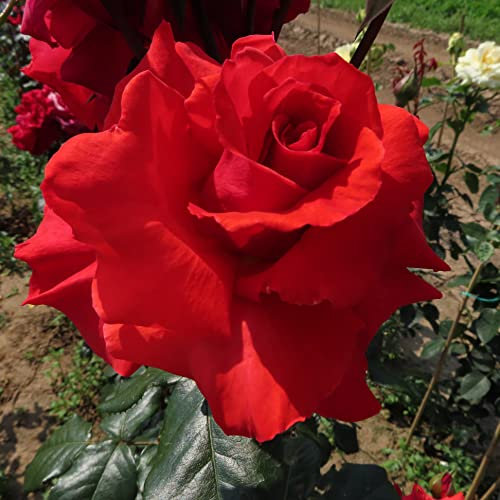 Mark - 5.5lt Potted Hybrid Tea Garden Rose Bush - Large Bright Vibrant Red Blooms - Great for Cutting - Exclusive!