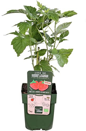 Frambueso Árbol Frutal Natural en Maceta para Cultivar Frambuesas