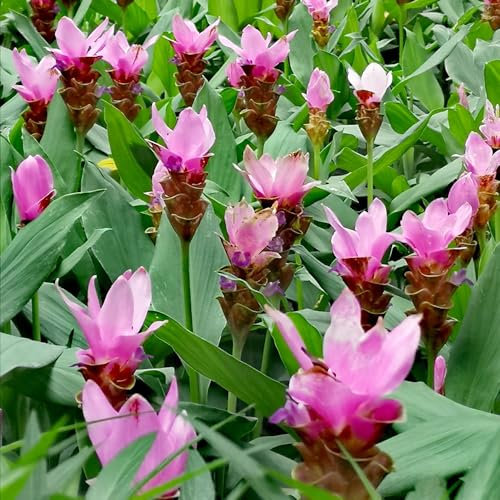 250 pcs kurkuma samen zum einpflanzen, wildblumensamen, balkon, kurkuma pflanze samen (Curcuma alismatifolia) blumensamen gastgeschenk, samen stauden, samen winterhart kräuter samen,