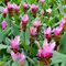 250 pcs kurkuma samen zum einpflanzen, wildblumensamen, balkon, kurkuma pflanze samen (Curcuma alismatifolia) blumensamen gastgeschenk, samen stauden, samen winterhart kräuter samen,