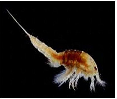 Aquadip Copepoden 100 ml Beutel | Versand: Dienstag | Zierfisch Lebendfutter