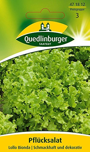 Salatsamen - Pflücksalat Lollo bionda von Quedlinburger Saatgut