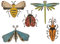 Sizzix Thinlits Stanzschablonen 5PK Funky Insekten von Tim Holtz, 665364, Kunststoff, Mehrfarbig, Einheitsgröße